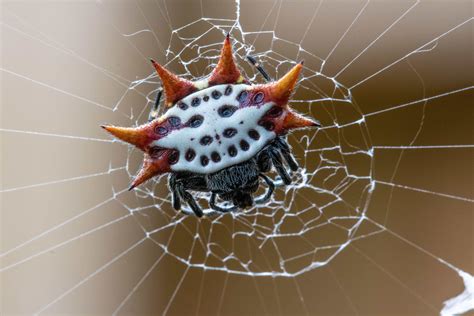 are spiny orb weavers venomous.